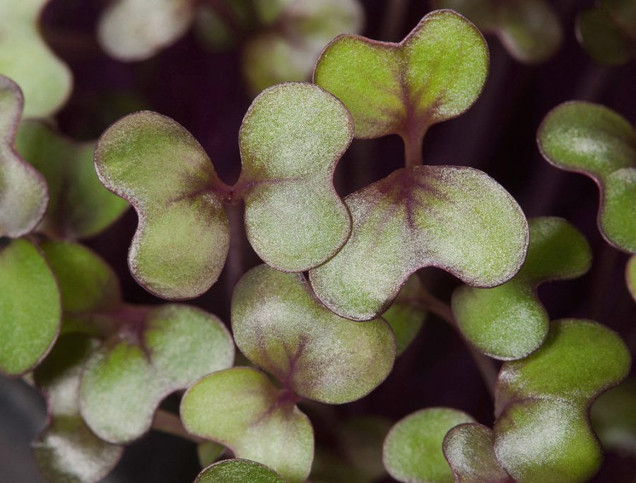 Benefits of Growing Microgreens - Red Cabbage Microgreens