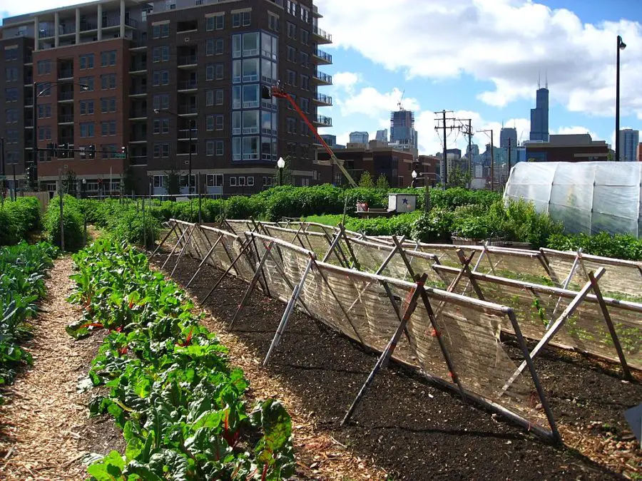 Urban Agriculture in Chicago