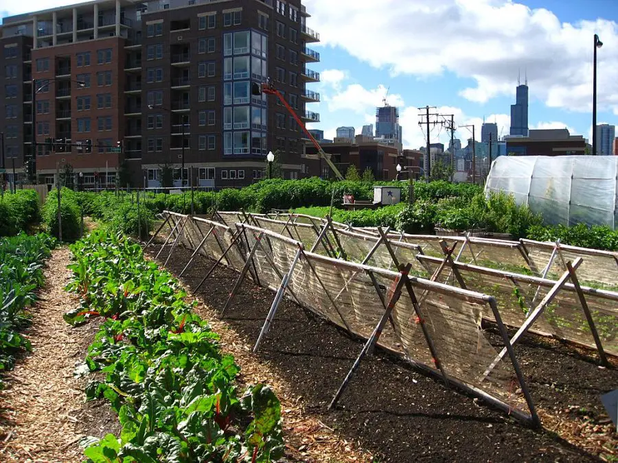 How Can Urban Farming Help the Environment?