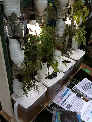 indoor hydroponic garden with recycled plastic containers