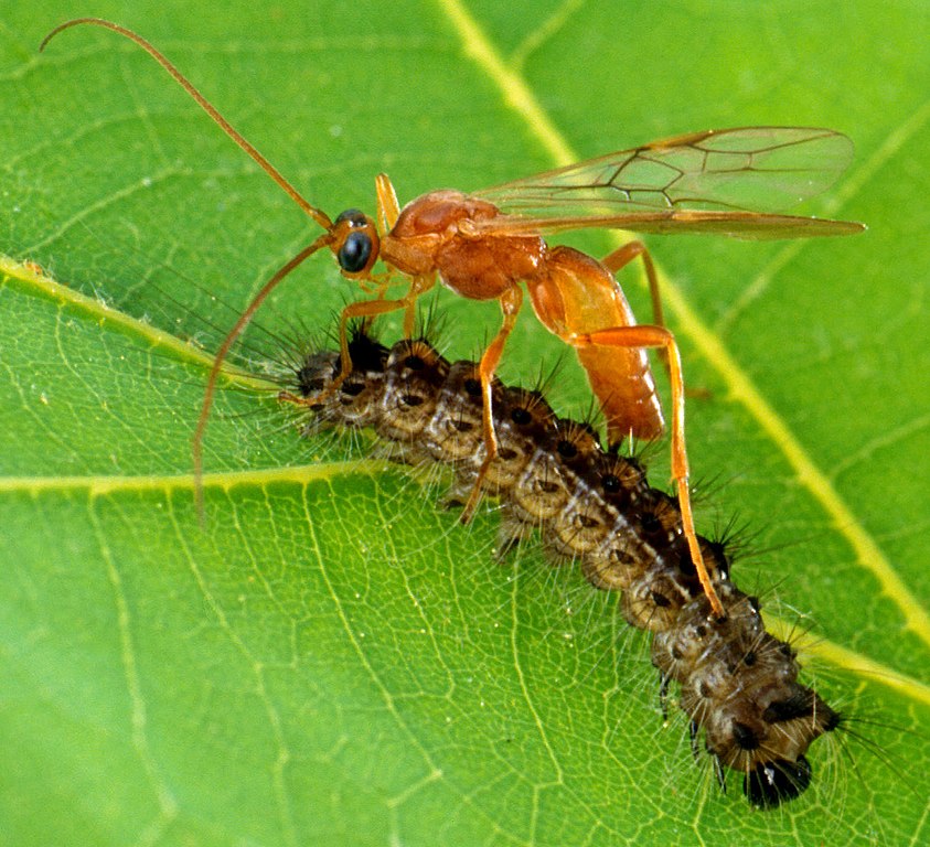 Natural Pest Control - The parasitoid wasp Aleiodes indiscretus parasitizing a spongy moth caterpillar, a serious pest of forestry