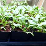 Best Vegetables for Small Spaces