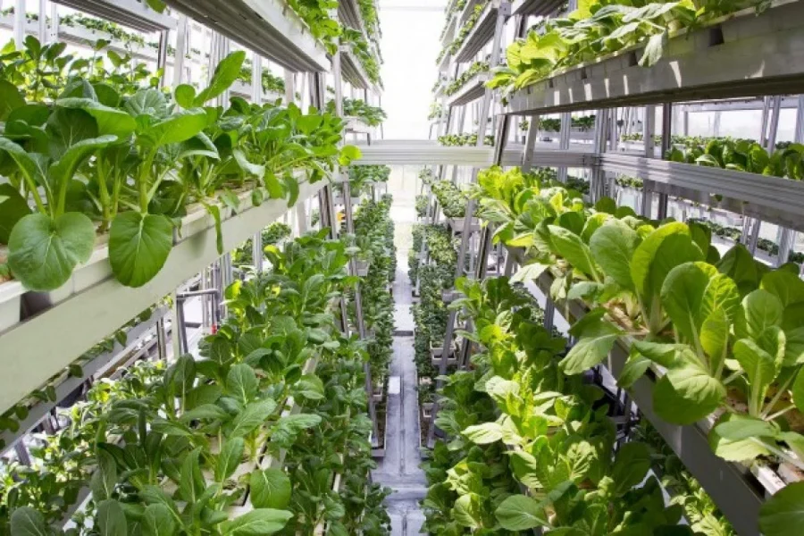 5 Reasons Why Indoor Urban Gardening is Good for You and the Planet vertical garden