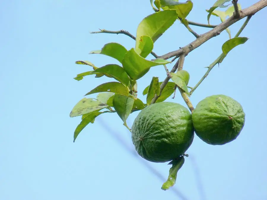 Citrus aurantifolia, Key lime