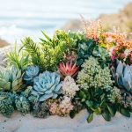 Coastal Plants for Xeriscaping