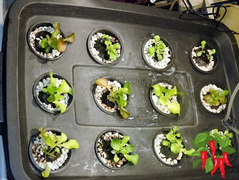 How To Start Seeds For A Hydroponic System