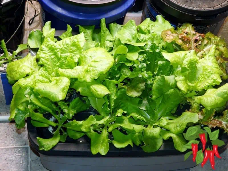 Winter Apartment Gardening: Growing Greens Indoors - Buttercrunch Lettuce