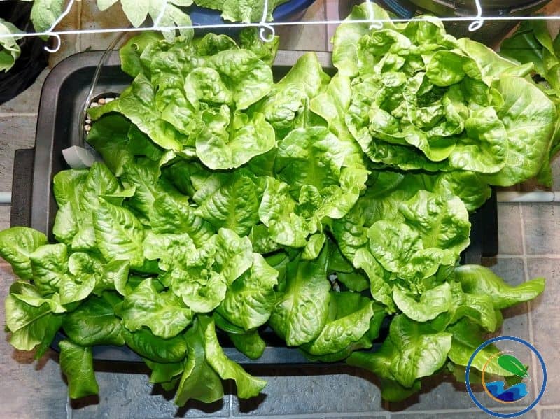 Growing Lettuce in a container