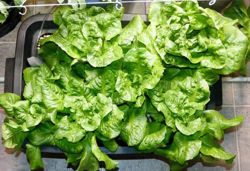 Benefits of Indoor Urban Gardening my butter crunch lettuce grown with hydroponics