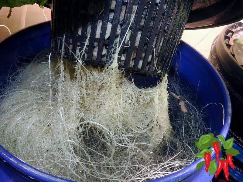 Hydroponic tomato roots in DWC bucket