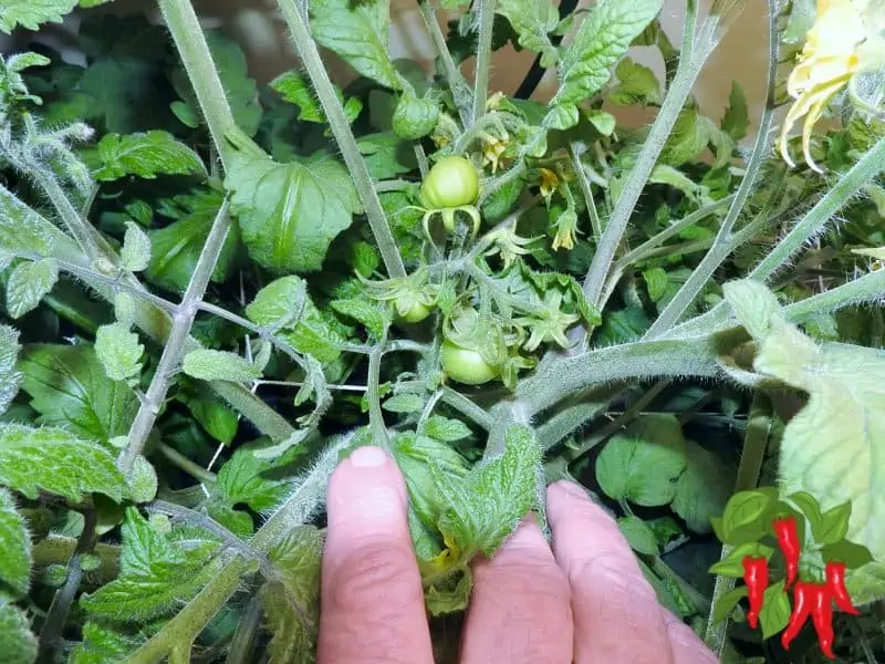 young tomato fruit and flowers