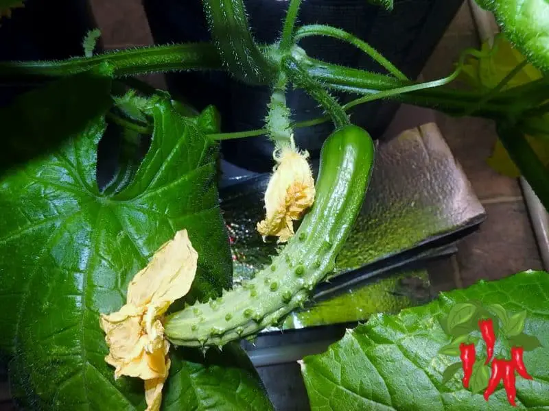 cucumbers fruiting in a container