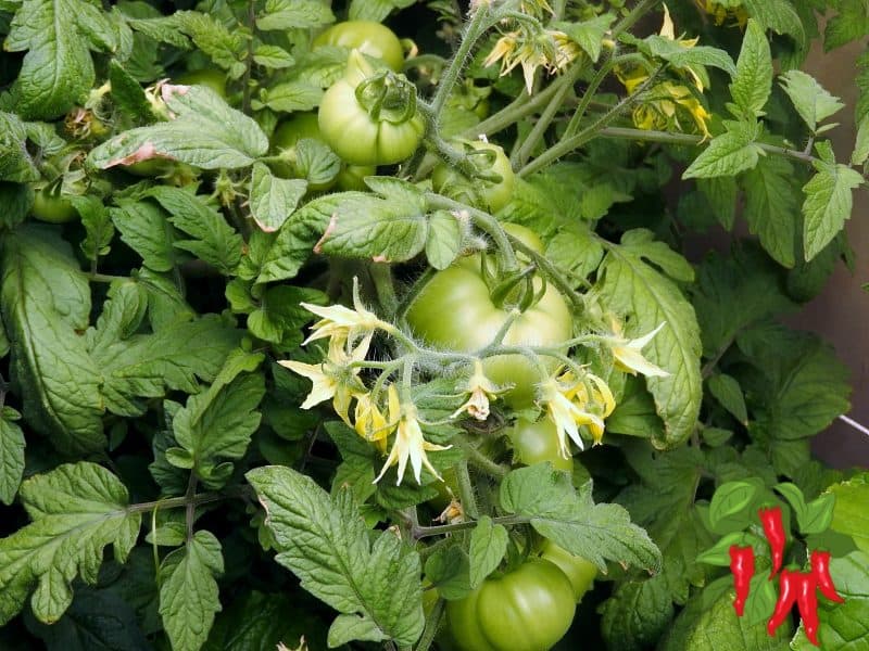 determinate tomatoes growing and flowering 