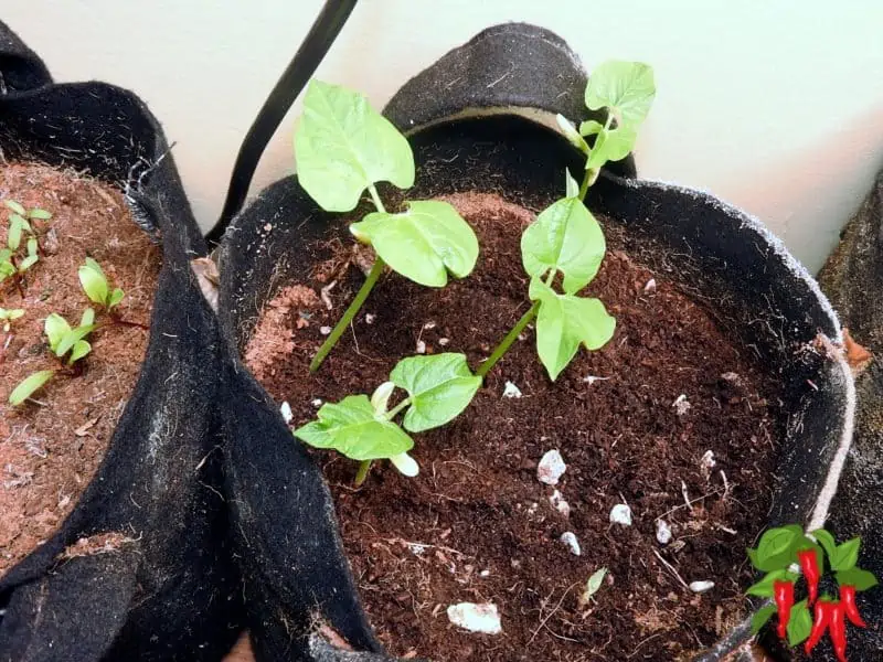 young bean plants in fabric pots and coco coir
