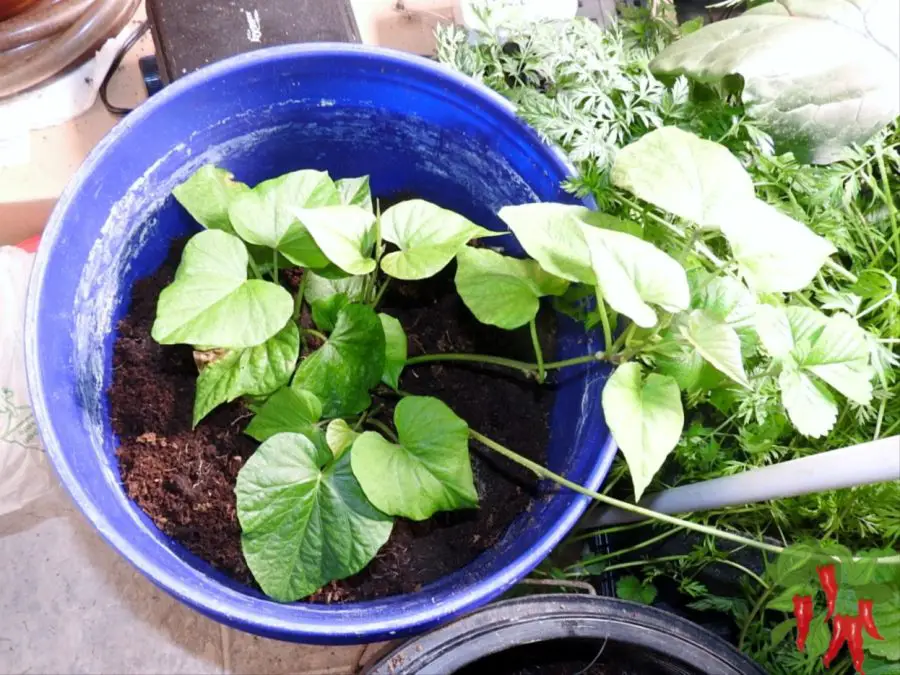 Growing Vegetables In Coco Coir Indoors - Sweet Potato Growing In Coco Coir