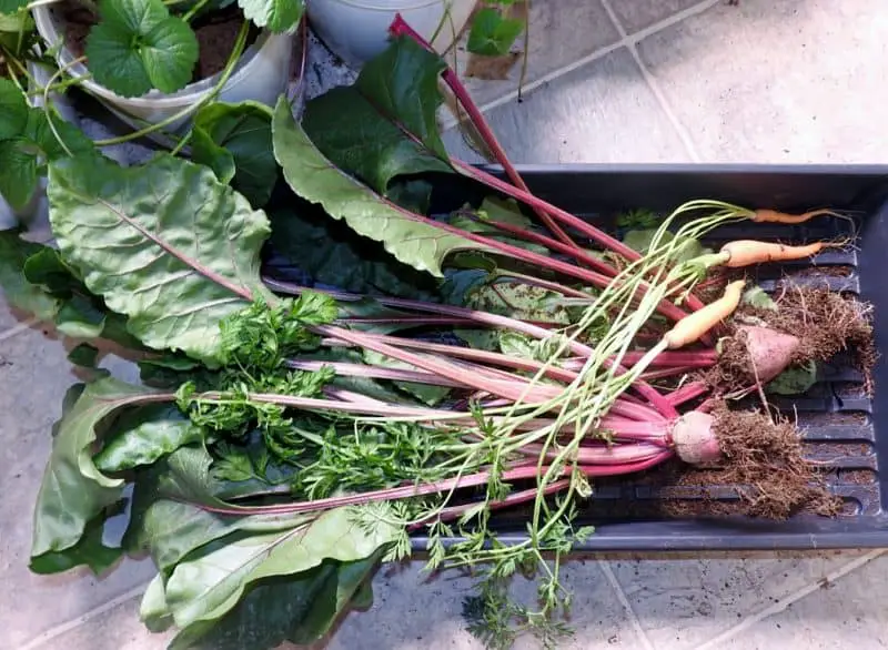 Growing Beets and baby carrots