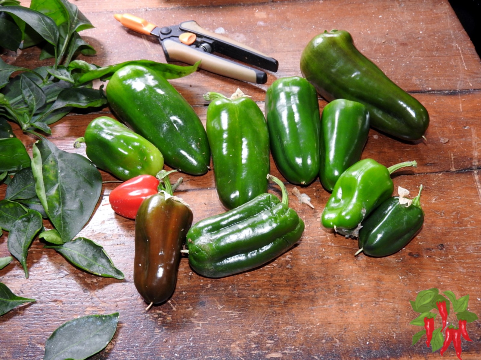 Small Space Vegetable Gardening Mistakes and Easy Fixes