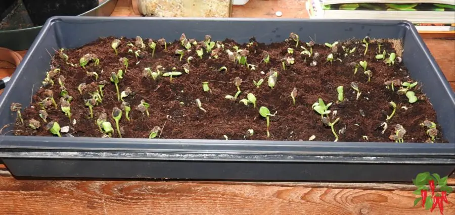 How To Grow Sunflower Microgreens - sunflower microgreens germinating