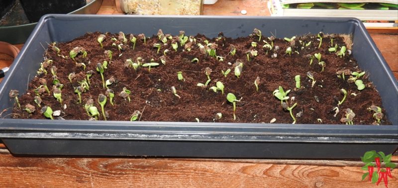 sunflower microgreens germinating