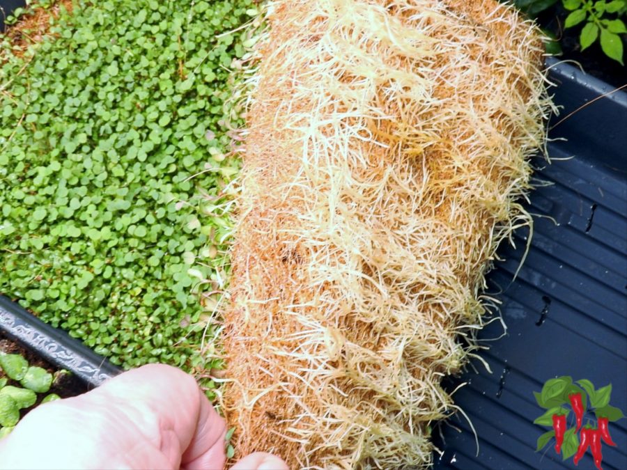 How To Grow Microgreens Without Soil-Coco Grow Mat