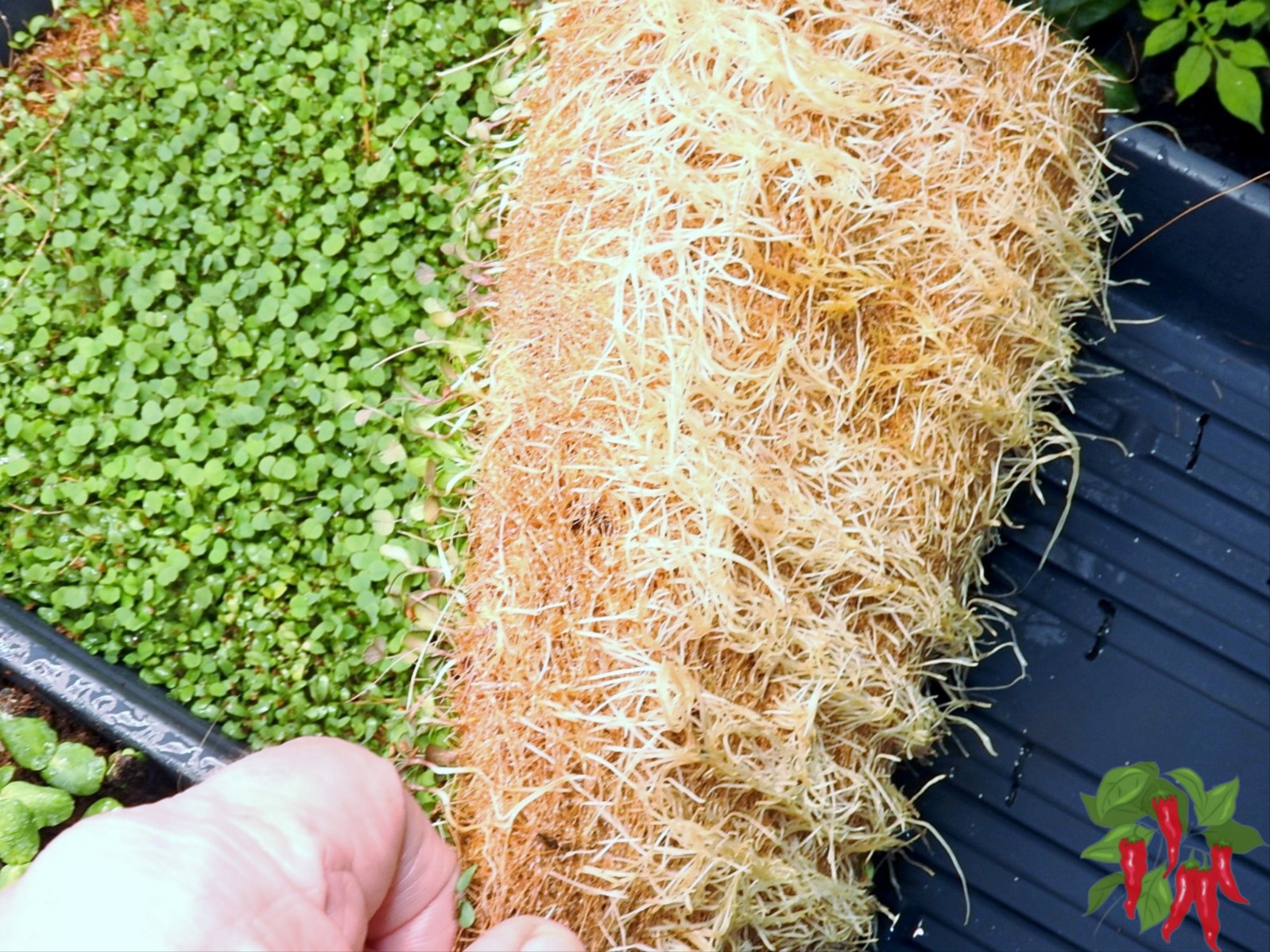 How To Grow Microgreens Without Soil