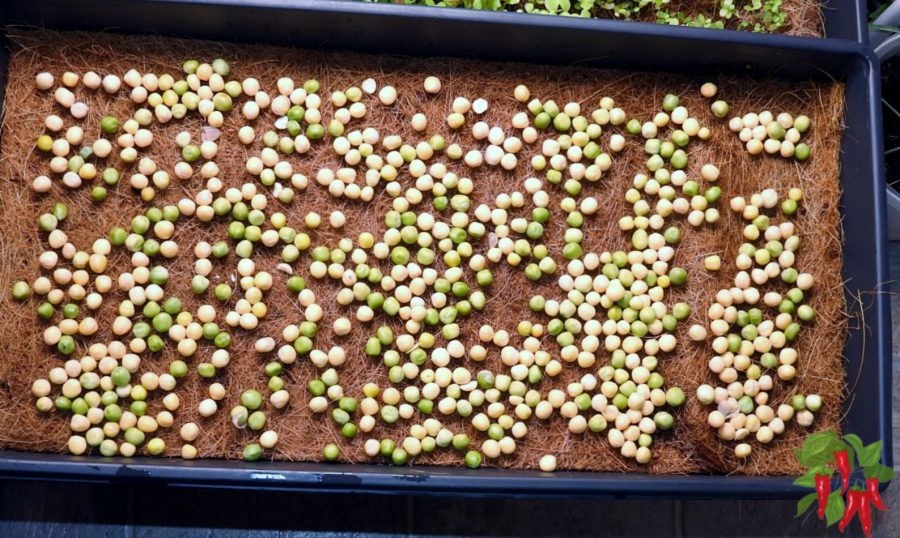 SOAKED PEA SEEDS ON COCO MAT