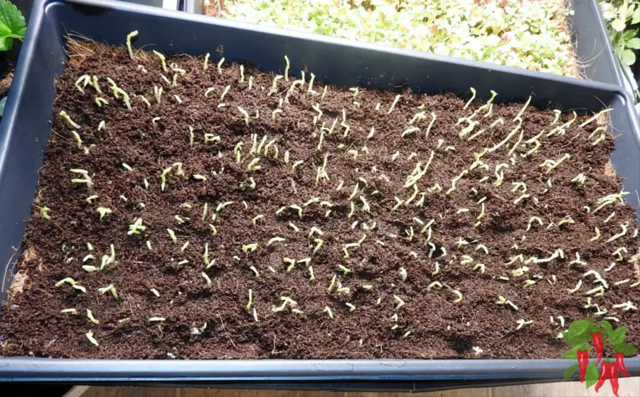 A tray of microgreens germinating