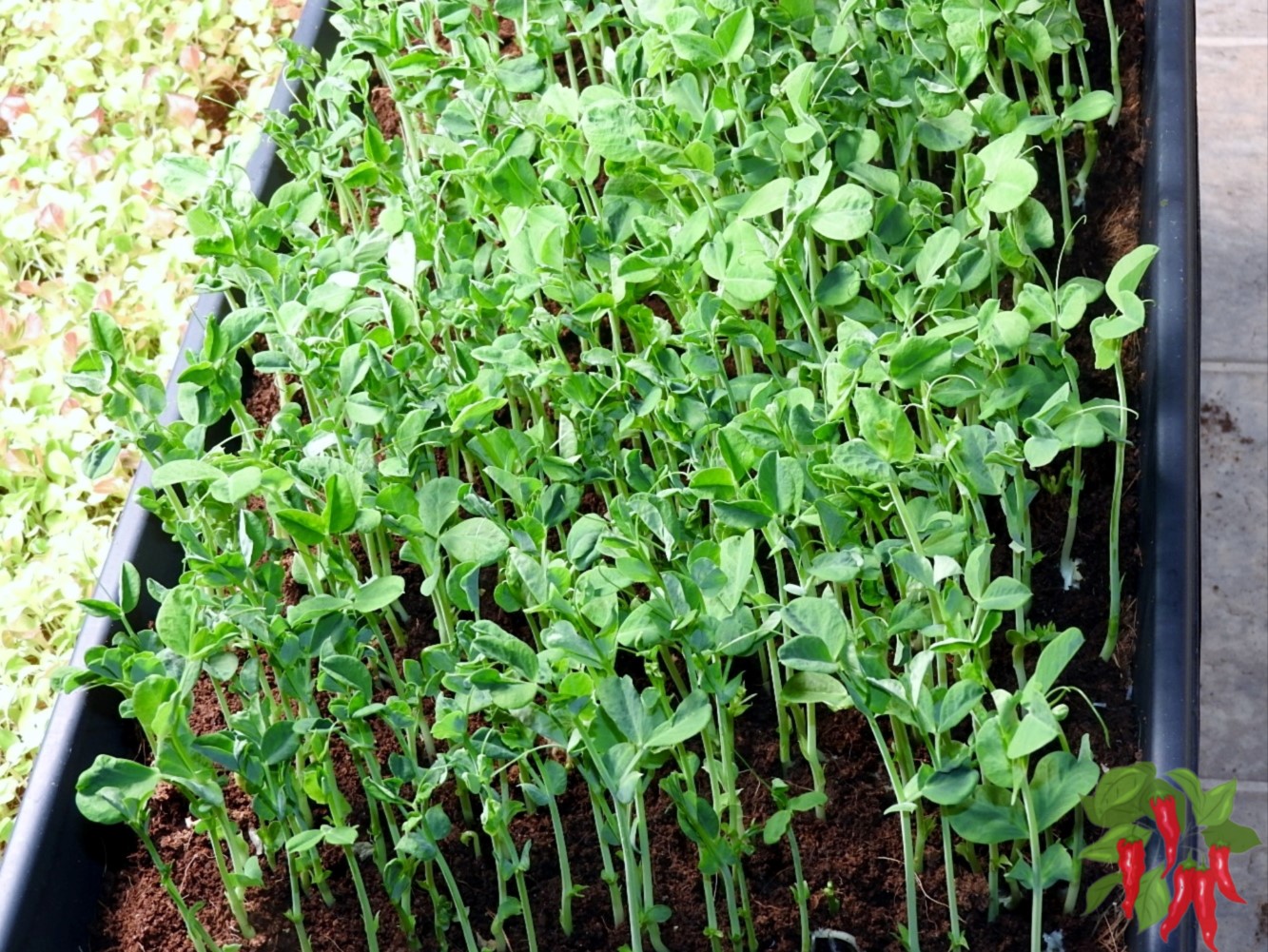 Do microgreens regrow after cutting? 7 Easy Tips Urban Gardening Ideas