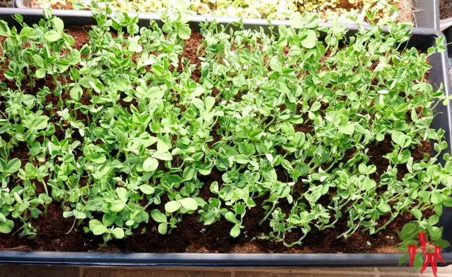 How To Grow Pea Shoots Without Soil