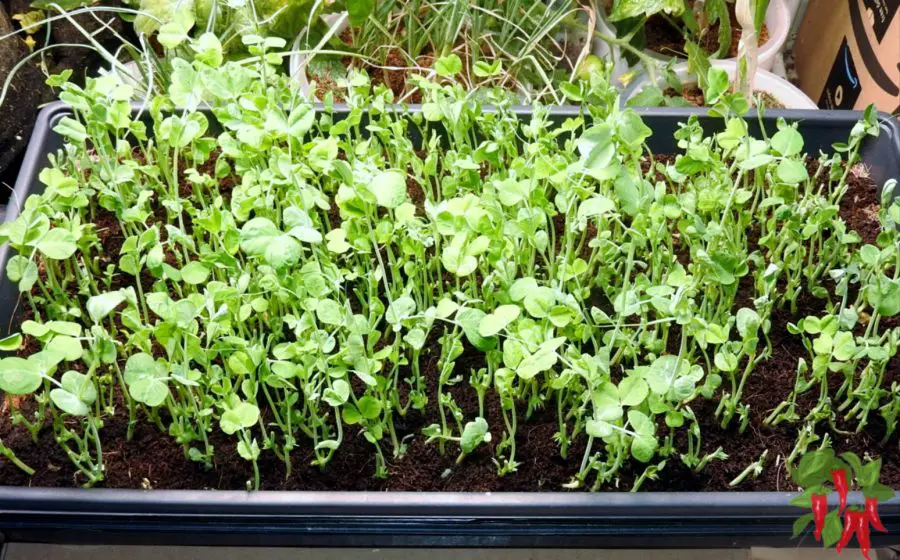 How To Grow Microgreens Indoors In Trays Peas Shoot Microgreens