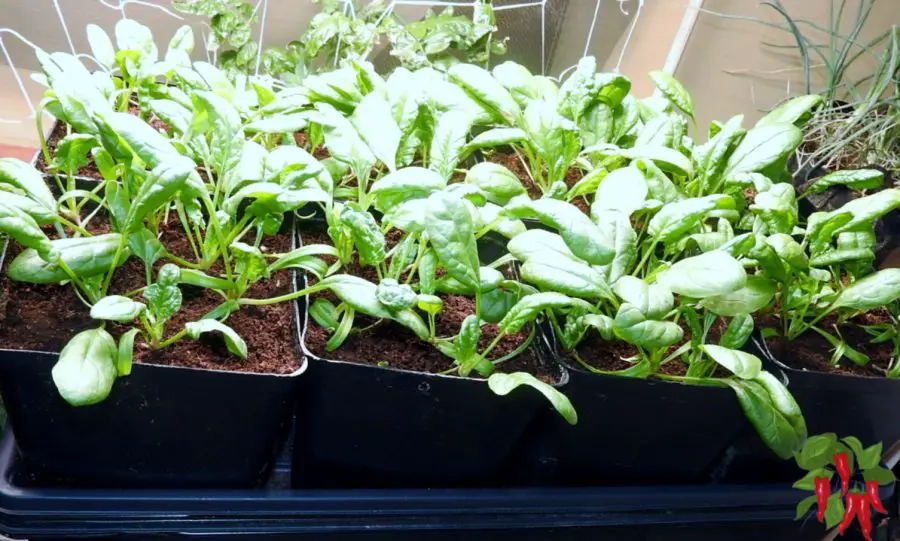 Growing Spinach in Containers