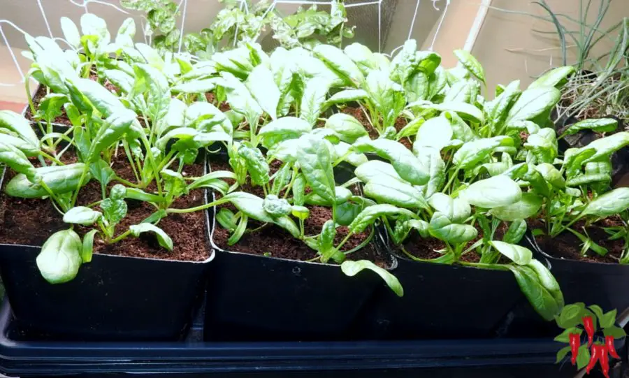 Urban Gardening In Small Spaces: Growing spinach in pots