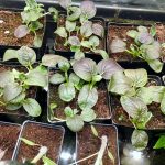 How Much Space Do Vegetables Need?