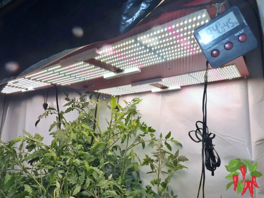 How Many Watts Per Square Foot for LED Lighting? - Tomato plant growing under an HLG 600R LED Light