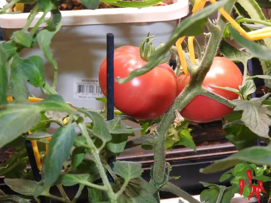 Tomatoes growing in a container