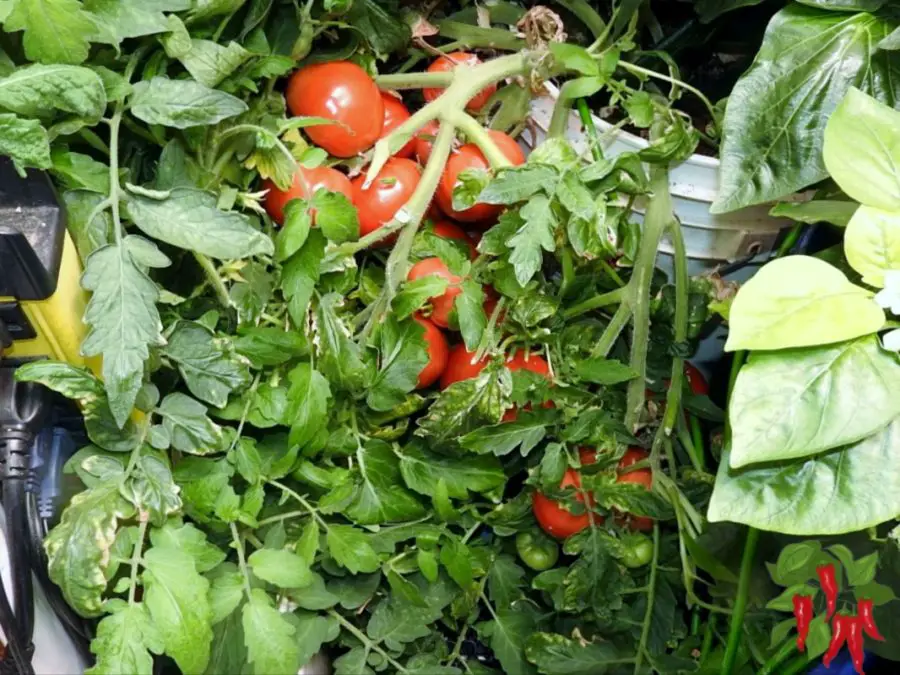 Best Plants for Community Gardens - Tomatoes