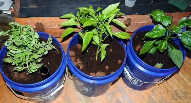 Recycled containers with peppers and tomatoes