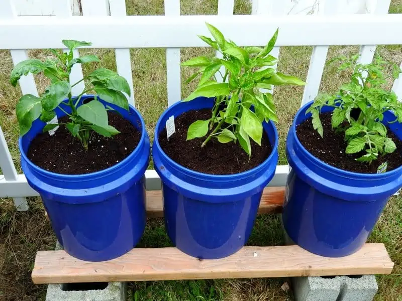 Backyard Urban Container Gardening tomato and peppers