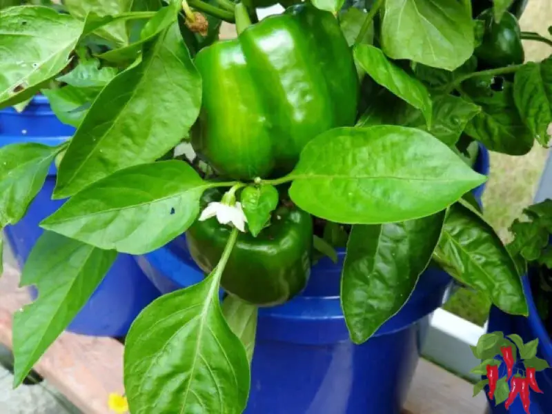 Growing Peppers In Containers