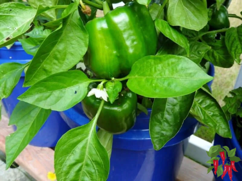 growing peppers in 5 gallon buckrts