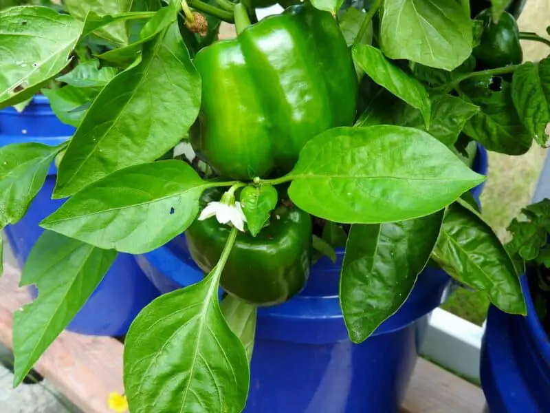 growing peppers in containers with coco coir