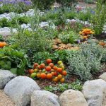 Edible Plants for Xeriscaping