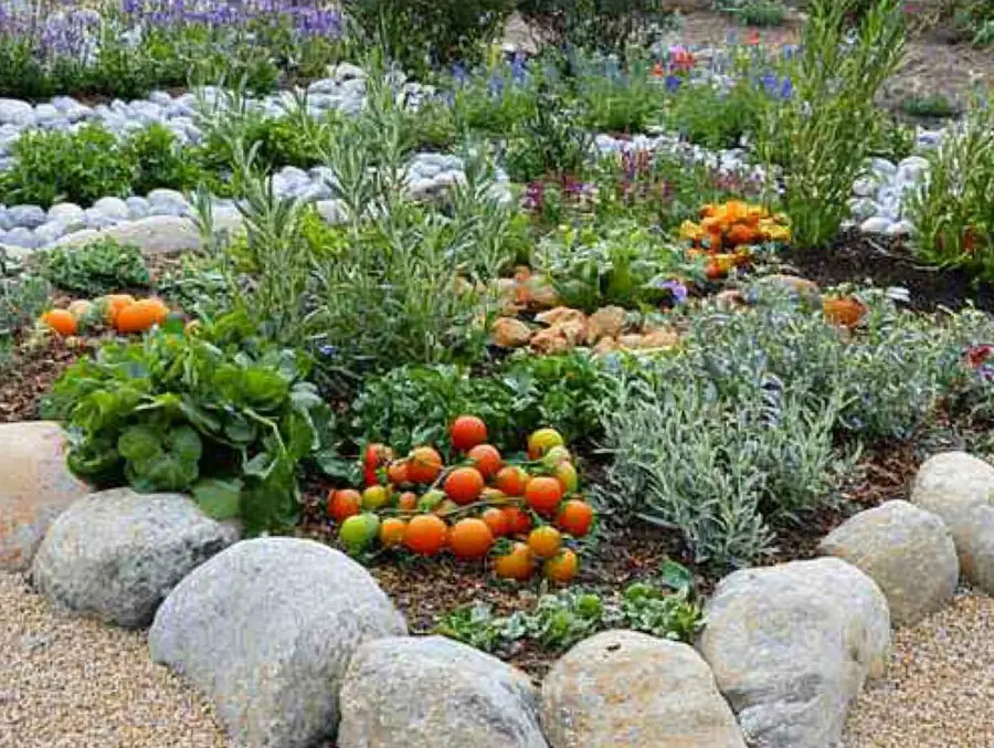 Edible Plants for Xeriscaping