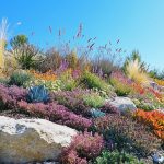 Fire-Resistant Xeriscaping Plants