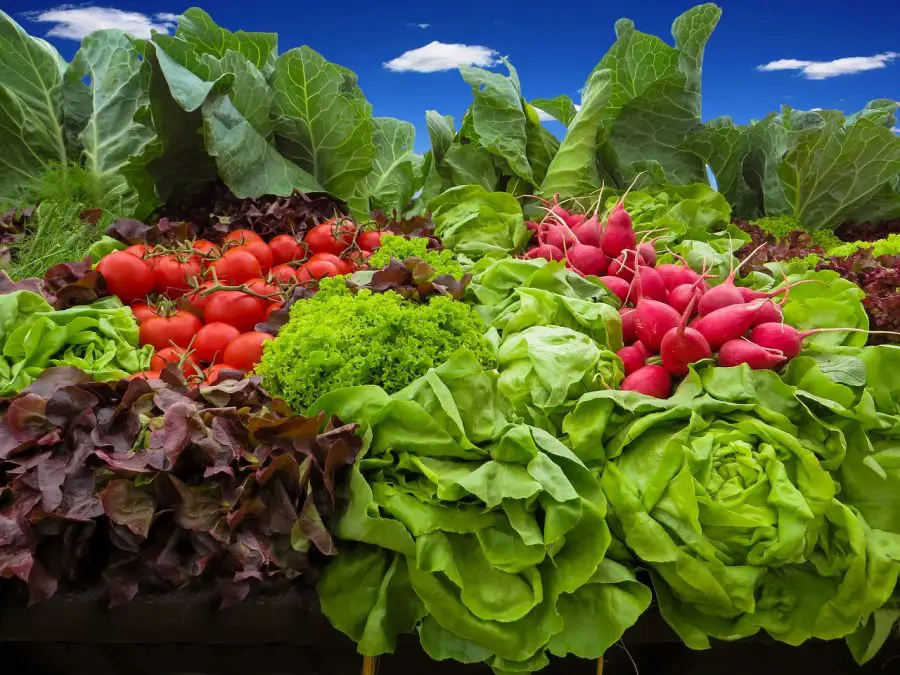 Urban Gardens And Gardening - salad garden vegetables