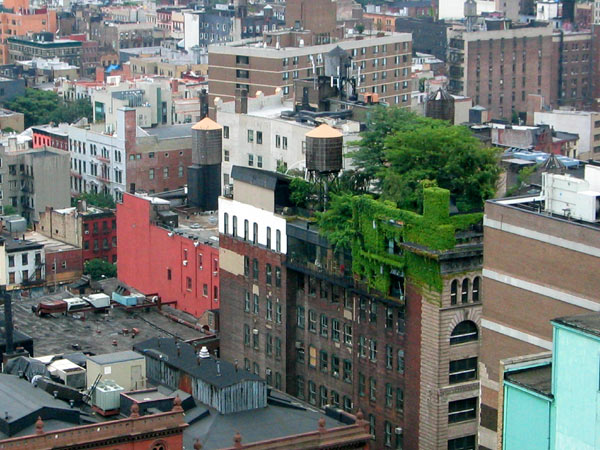 Green Roof in the City