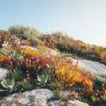 Ground Covers for Xeriscaping