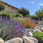 Herbs for Xeriscaping