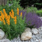 Perennials for Xeriscaping