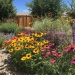 Pollinator-Friendly Xeriscaping Plants